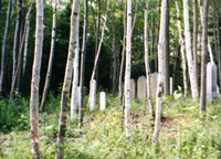 A Neglected Cemetery