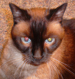 Bandit - July 1994-Mar 22 2011 RIP