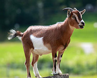 goat