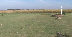 Fergus-Falls-Poor-Farm-Cemetery_250pw